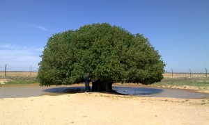 Pohon Sahabi