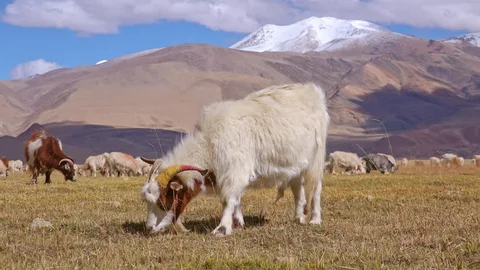Salah satu mata pencaharian masyarakat di Ladakh yaitu dengan berternak. 