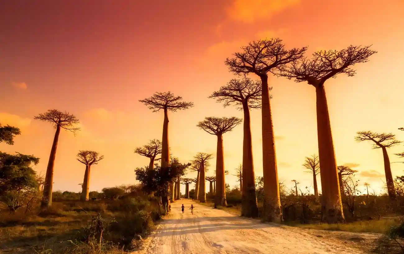 Deretan pohon baobab raksasa di Avenue of the Baobabs, Madagaskar, saat matahari terbenam—pilihan wisata anti mainstream yang memukau bagi pencinta alam liar dan petualangan eksotis di Afrika.