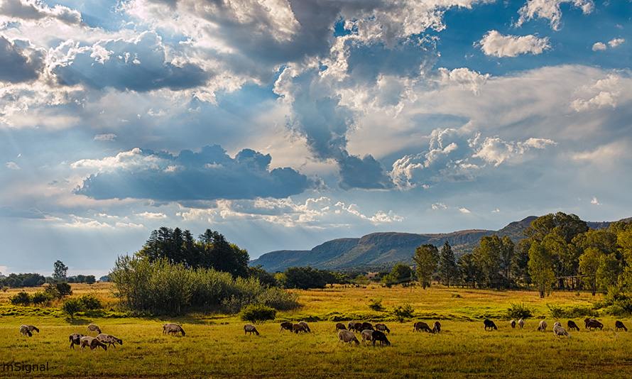 Pemandangan Afrika Selatan di musim panas, dengan padang savana yang luas, langit biru cerah, dan gunung yang menjulang, menciptakan suasana alam yang eksotis dan memukau.