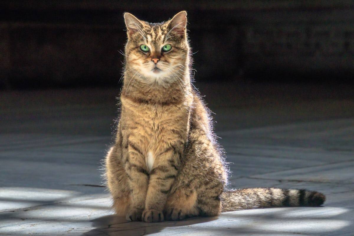 Fakta Turki: Kisah Gli Hagia Sophia, Huruf Latin, dan Kopi UNESCO